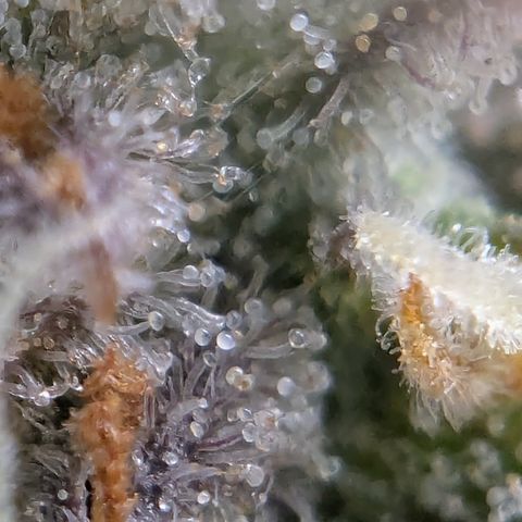 Gorilla Cookies Auto growlog timeline photo