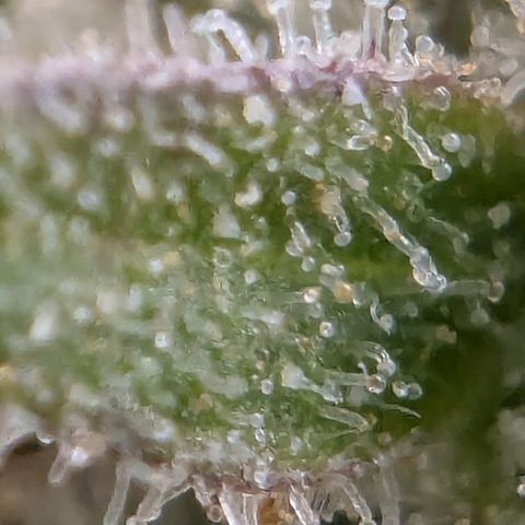 Gorilla Cookies Auto growlog timeline photo