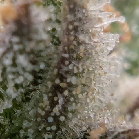 Gorilla Cookies Auto growlog timeline photo