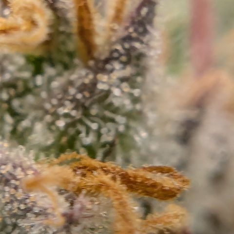 Gorilla Cookies Auto growlog timeline photo