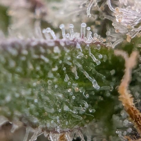 Gorilla Cookies Auto growlog timeline photo