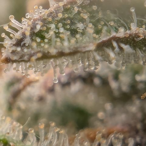 Gorilla Cookies Auto growlog timeline photo