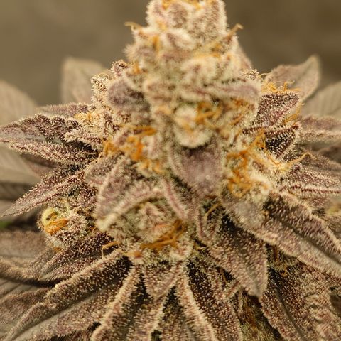 Tyson growlog timeline photo