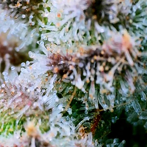 Papaya Cookies Auto growlog timeline photo