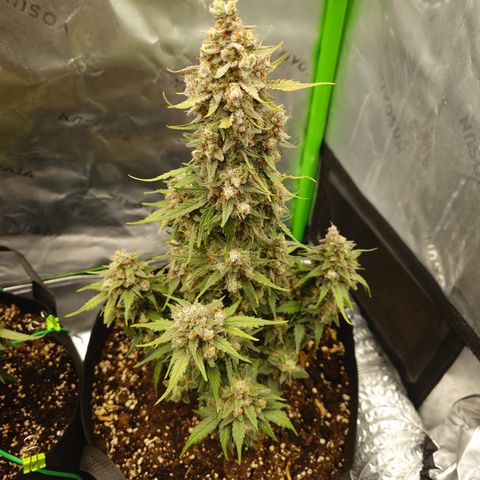 Papaya Cookies Auto growlog timeline photo