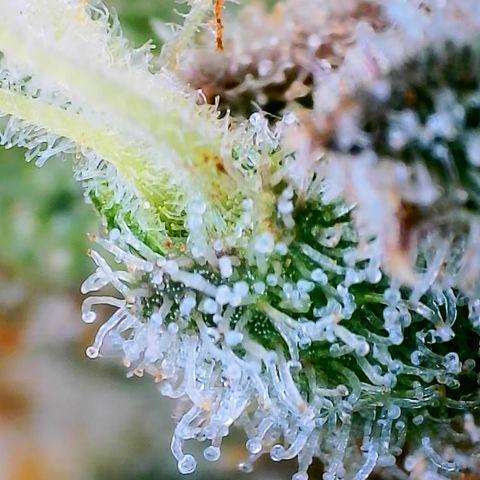 Papaya Cookies Auto growlog timeline photo