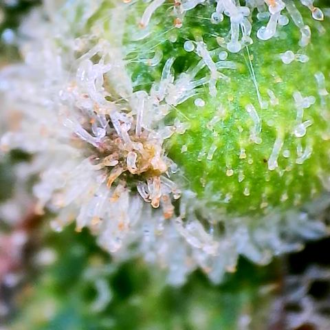 Papaya Cookies Auto growlog timeline photo