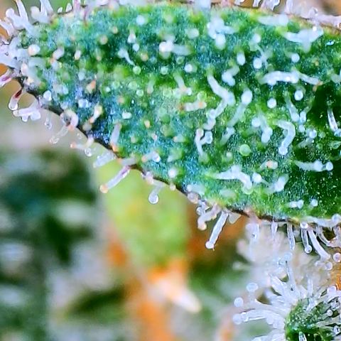 Papaya Cookies Auto growlog timeline photo