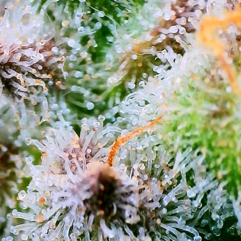 Papaya Cookies Auto growlog timeline photo