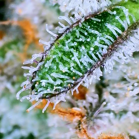 Papaya Cookies Auto growlog timeline photo