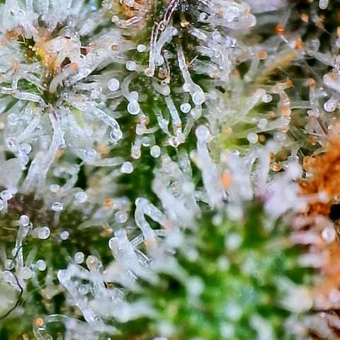 Papaya Cookies Auto growlog timeline photo