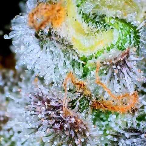 Papaya Cookies Auto growlog timeline photo