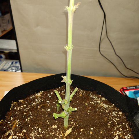 Papaya Cookies Auto growlog timeline photo