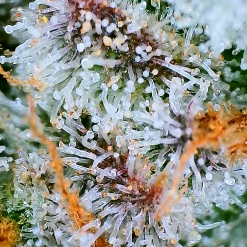 Papaya Cookies Auto growlog timeline photo