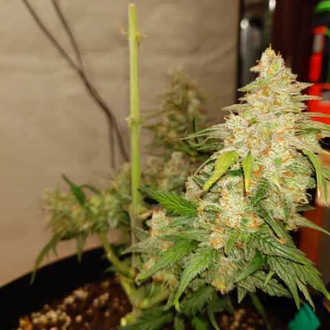 Papaya Cookies Auto growlog timeline photo