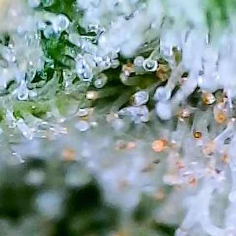 Papaya Cookies Auto growlog timeline photo