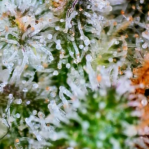 Papaya Cookies Auto growlog timeline photo
