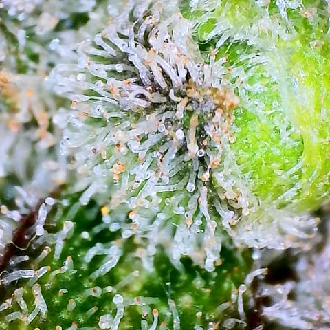 Papaya Cookies Auto growlog timeline photo