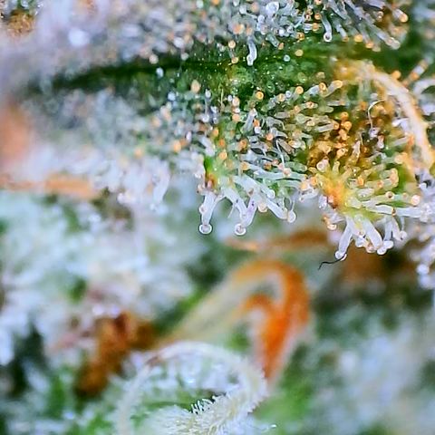 Gorilla Cookies Auto growlog timeline photo