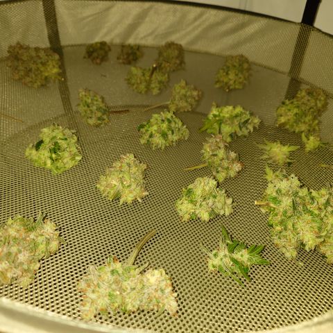 Gorilla Cookies Auto growlog timeline photo