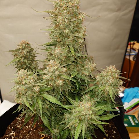 Gorilla Cookies Auto growlog timeline photo