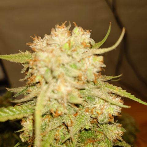 Gorilla Cookies Auto growlog timeline photo