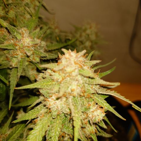 Gorilla Cookies Auto growlog timeline photo