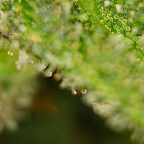 Gorilla Cookies Auto growlog timeline photo