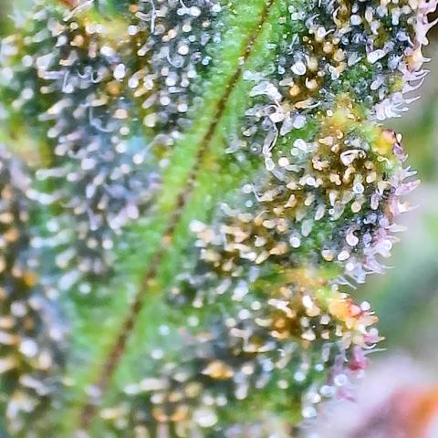 Strawberry Gorilla Auto growlog timeline photo