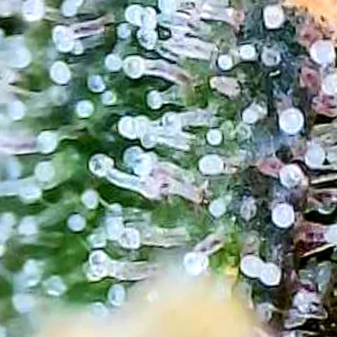 Strawberry Gorilla Auto growlog timeline photo
