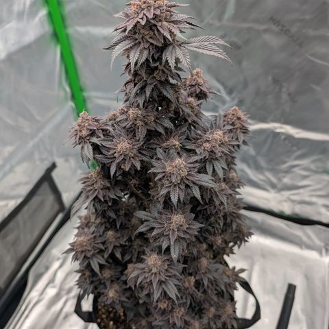 Tyson growlog timeline photo