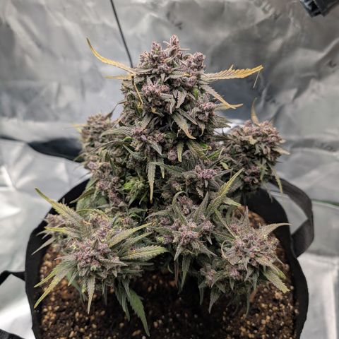 Strawberry Gorilla Auto growlog timeline photo