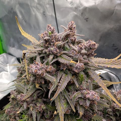 Strawberry Gorilla Auto growlog timeline photo