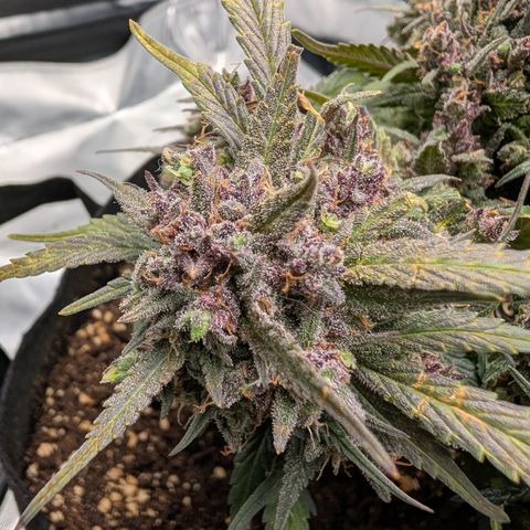 Strawberry Gorilla Auto growlog timeline photo