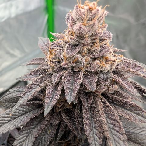 Tyson growlog timeline photo