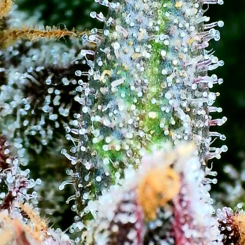 Strawberry Gorilla Auto growlog timeline photo