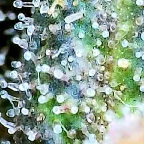Strawberry Gorilla Auto growlog timeline photo