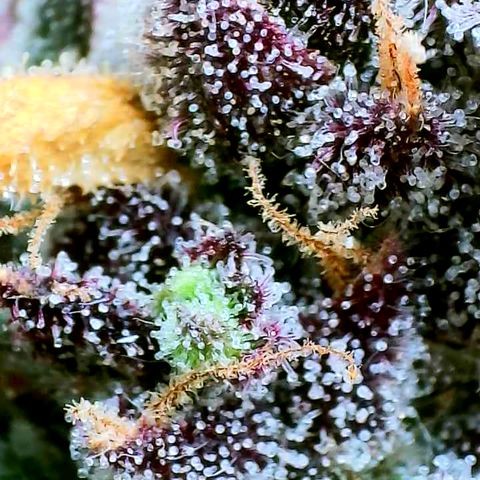 Strawberry Gorilla Auto growlog timeline photo