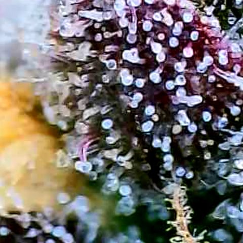 Strawberry Gorilla Auto growlog timeline photo