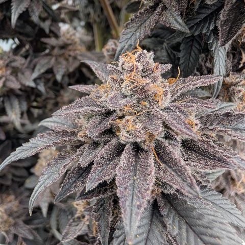 Tyson growlog timeline photo