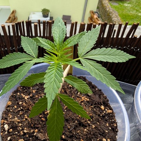 Green Gelato  growlog timeline photo
