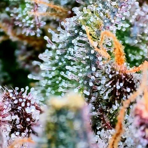 Strawberry Gorilla Auto growlog timeline photo
