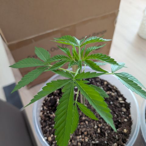 Green Gelato  growlog timeline photo