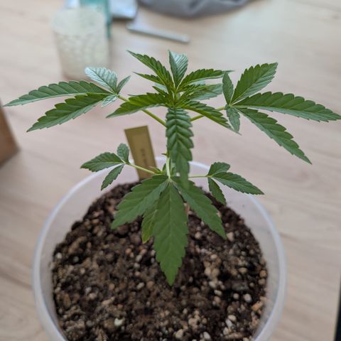 Royal Gorilla  growlog timeline photo
