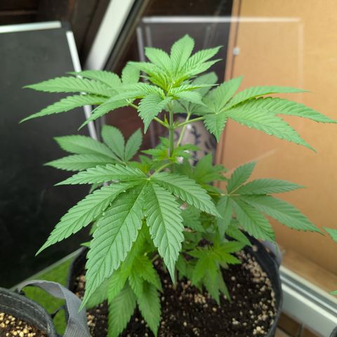 Euphoria  CBD growlog timeline photo