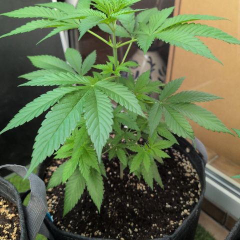 Euphoria  CBD growlog timeline photo