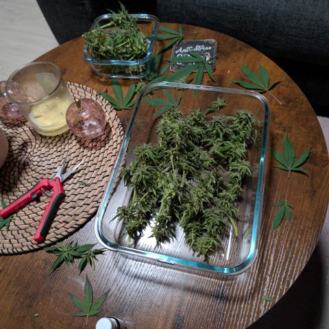 Amnesia Haze growlog timeline photo