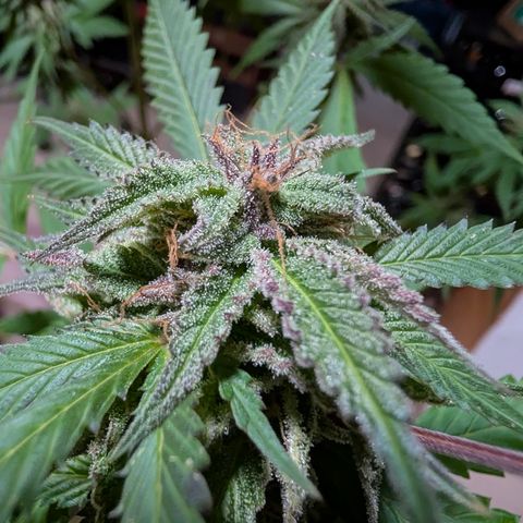 Amnesia Haze growlog timeline photo