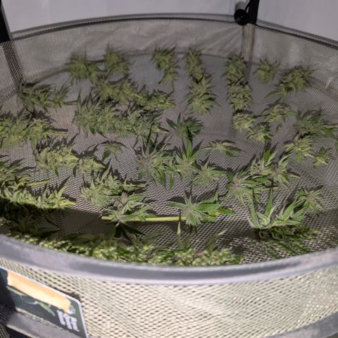 Amnesia Haze growlog timeline photo
