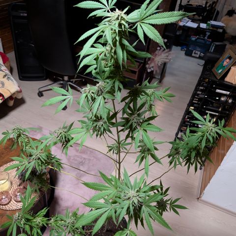 Amnesia Haze growlog timeline photo